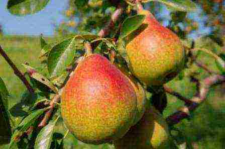 pear seedlings the best varieties