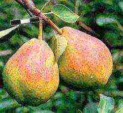 pear seedlings the best varieties