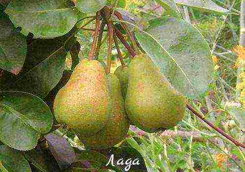 pear seedlings the best varieties