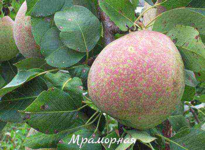 pear seedlings the best varieties