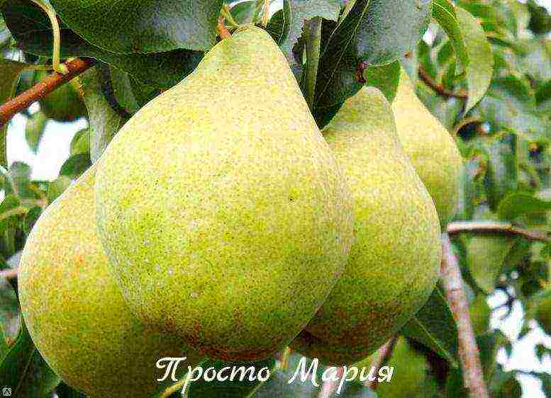pear seedlings the best varieties