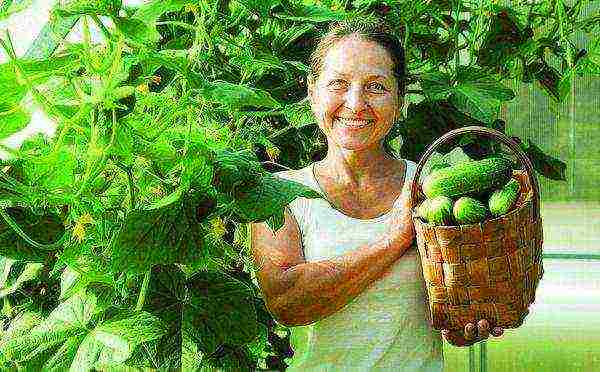 sedek the best varieties of cucumbers