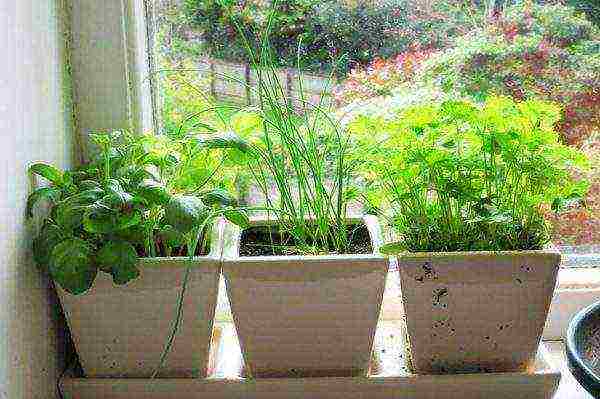 leafy celery for planting in open ground without seedlings