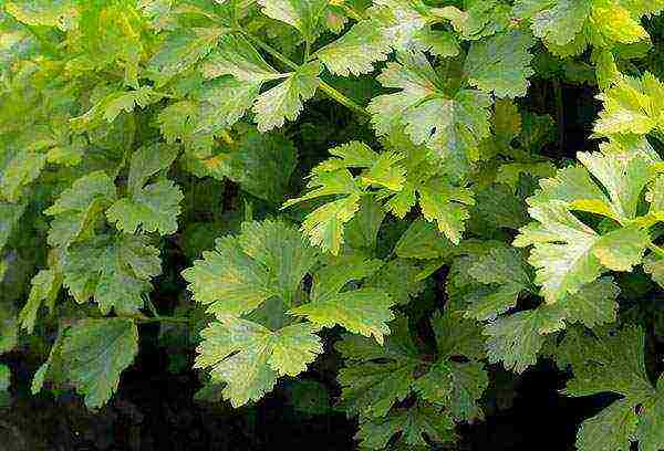 leafy celery for planting in open ground without seedlings