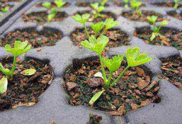 leafy celery for planting in open ground without seedlings