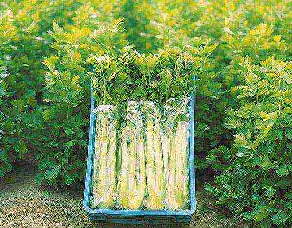 leafy celery for planting in open ground without seedlings