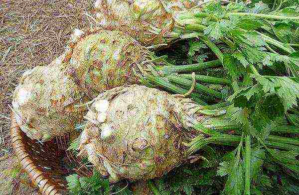 leafy celery for planting in open ground without seedlings