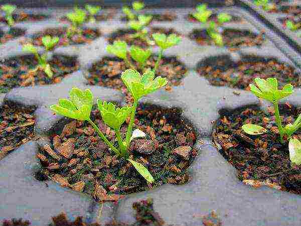 leafy celery for planting in open ground without seedlings