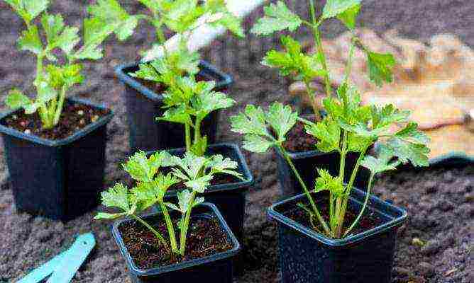 leafy celery for planting in open ground without seedlings