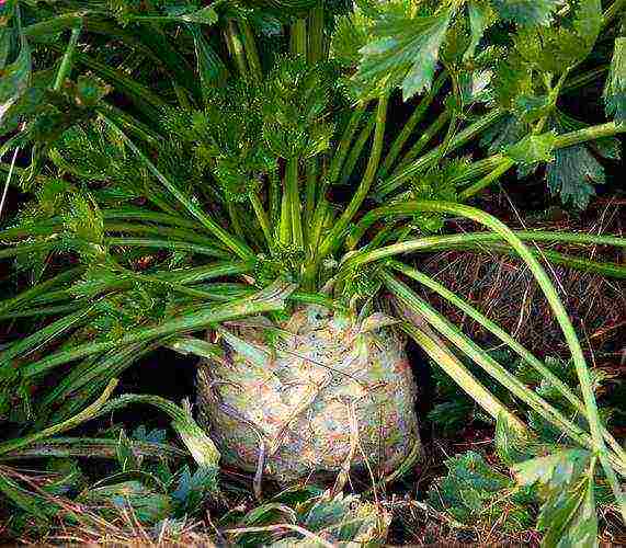 leafy celery for planting in open ground without seedlings