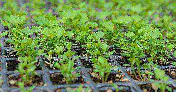 leafy celery for planting in open ground without seedlings