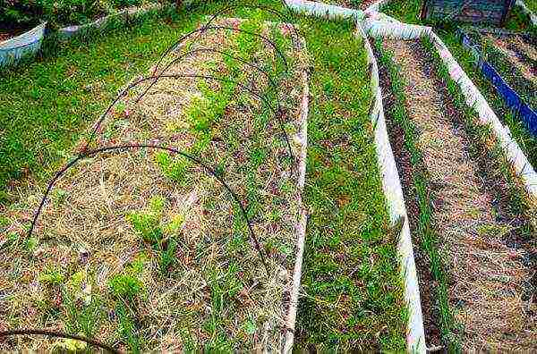 leafy celery for planting in open ground without seedlings