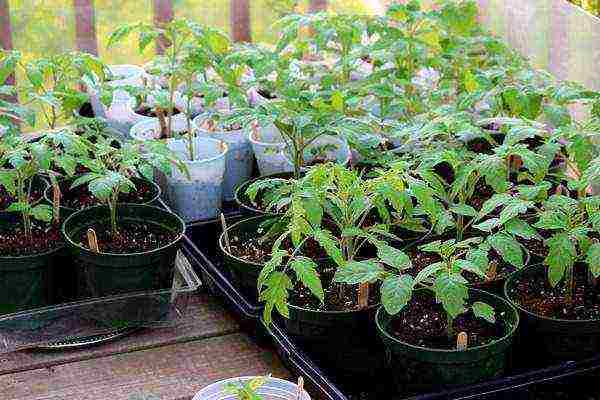 super early tomato seeds the best varieties