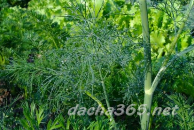 dill seeds best varieties