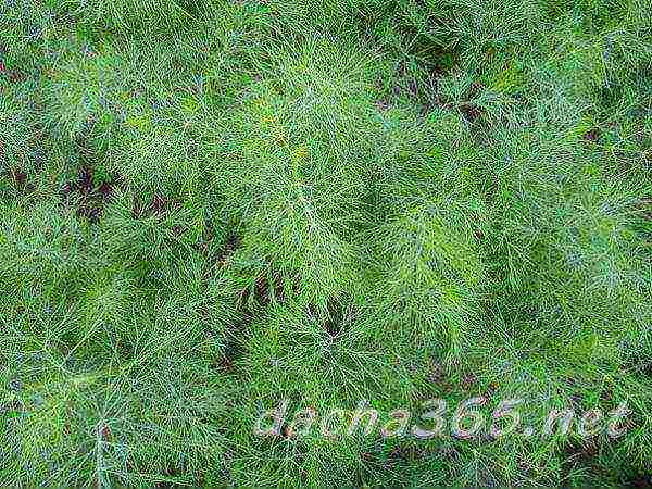 dill seeds best varieties