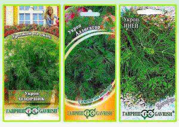 dill seeds best varieties