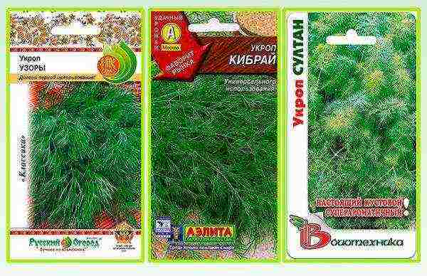 dill seeds best varieties