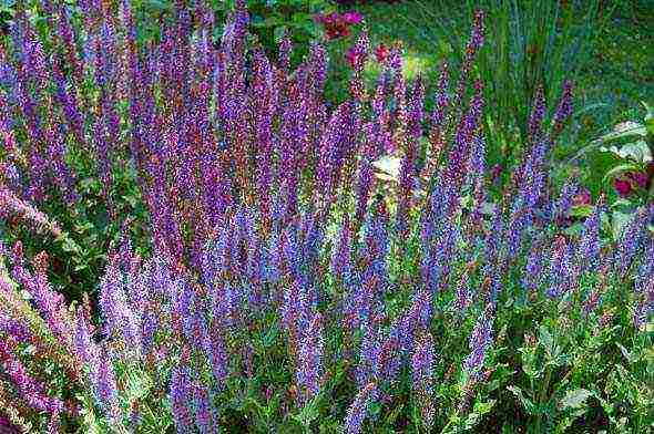 sage nectar planting and care in the open field