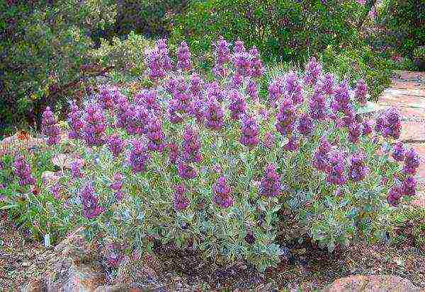 sage nectar planting and care in the open field