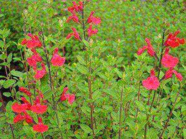 sage nectar planting and care in the open field