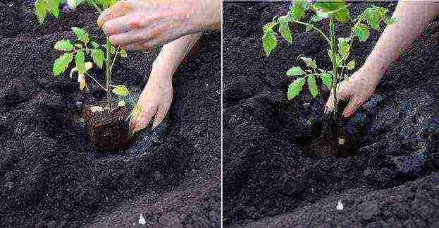 scheme for planting tomatoes in open ground in Ukraine