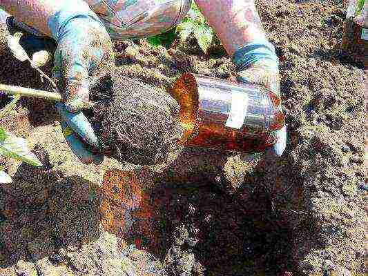 scheme for planting tomatoes in open ground in Ukraine