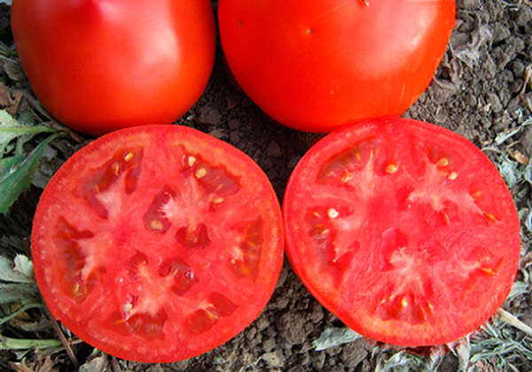 scheme for planting tomatoes in open ground in Ukraine