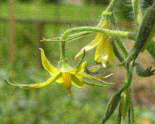 scheme for planting tomatoes in open ground in Ukraine