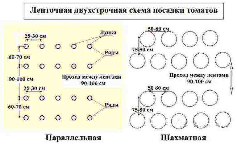 scheme for planting tomatoes in open ground in Ukraine