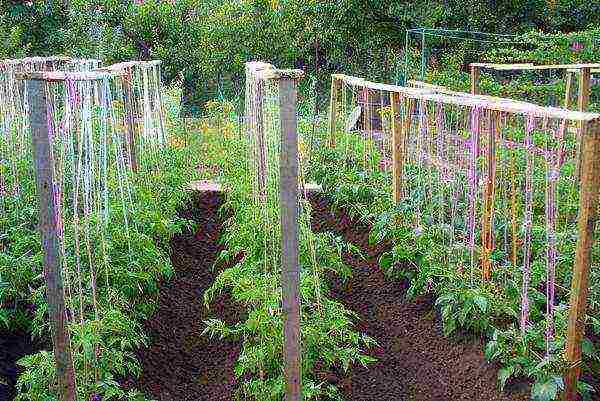 scheme for planting tomatoes in open ground in Ukraine