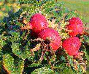 rose hips which variety is better