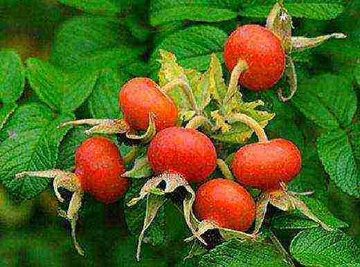 rose hips which variety is better