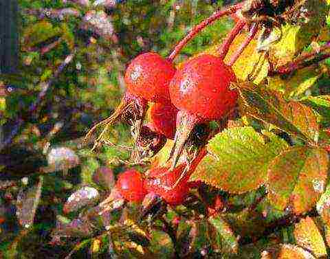 rose hips which variety is better