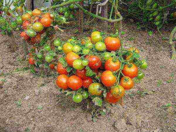 standard tomatoes are the best varieties