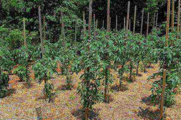 standard tomatoes are the best varieties