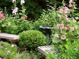 stock rose carnival planting and care in the open field