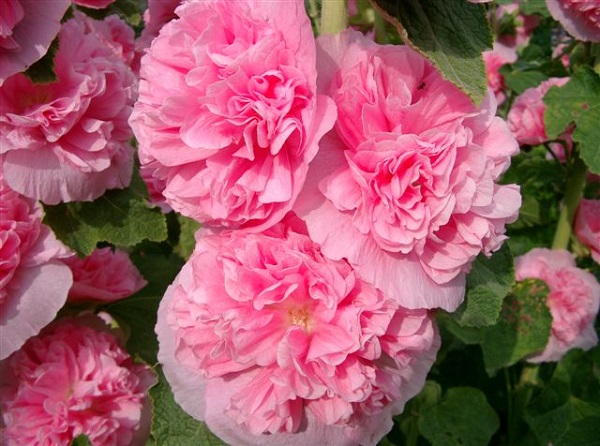 stock rose carnival planting and care in the open field