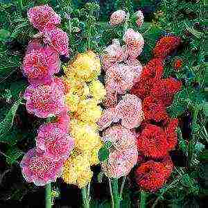 stock rose carnival planting and care in the open field