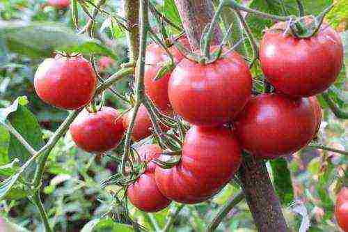 sibsad the best varieties of tomatoes