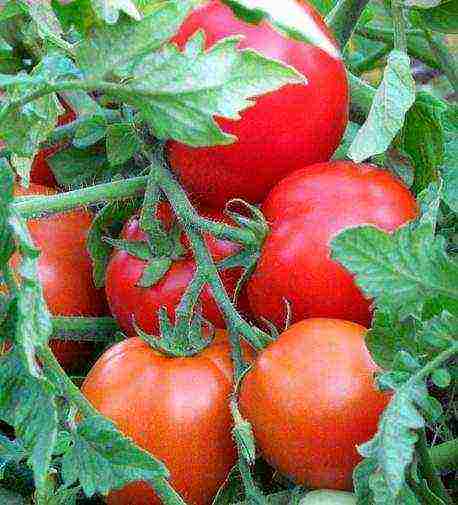 sibsad the best varieties of tomatoes