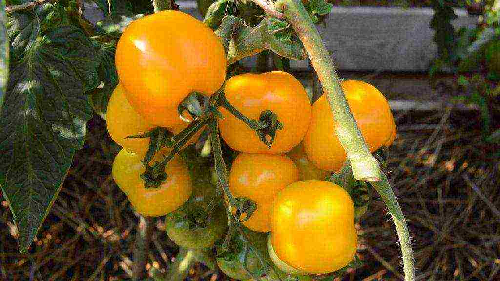 sibsad the best varieties of tomatoes