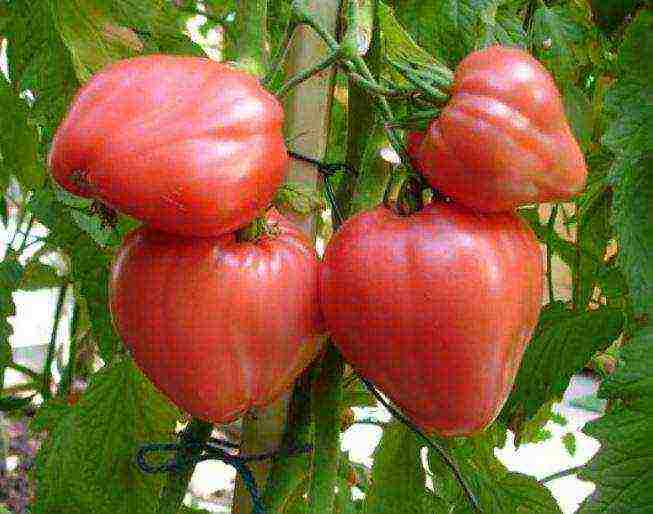 sibsad the best varieties of tomatoes