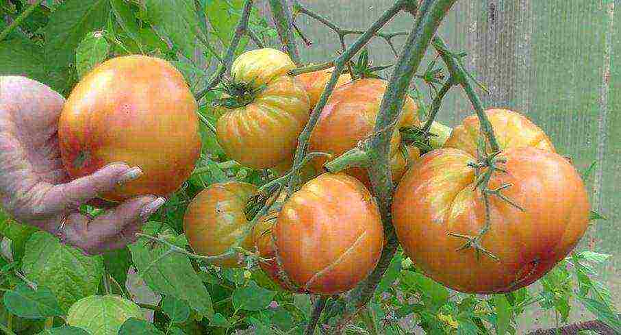 sibsad the best varieties of tomatoes