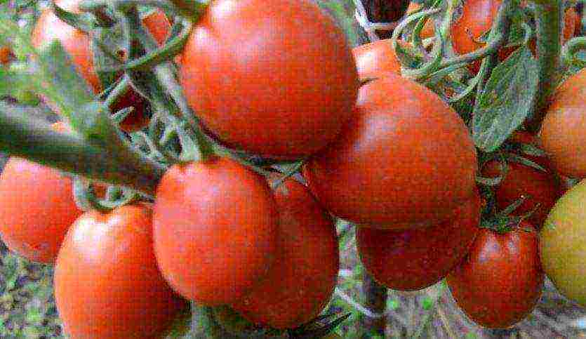 sibsad the best varieties of tomatoes