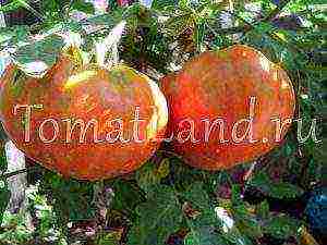 sibsad the best varieties of tomatoes