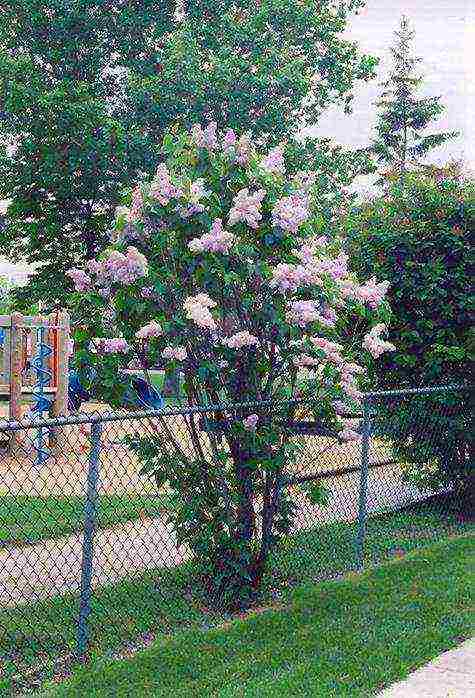 lilac beauty of Moscow planting and care in the open field