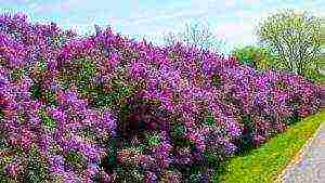 lilac beauty of Moscow planting and care in the open field