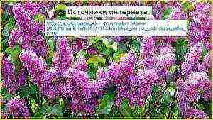 lilac beauty of Moscow planting and care in the open field