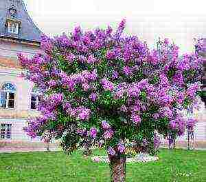 lilac beauty of Moscow planting and care in the open field