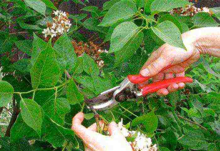 lilac planting and care in the open field for beginners